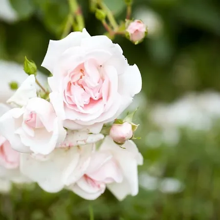 Przy Kamiennej Chacie Zalewo (Ostroda)