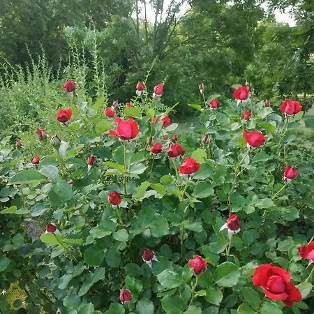 Apartamento Przy Kamiennej Chacie